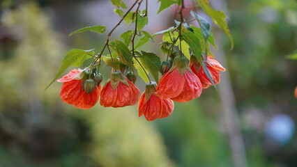 Flowering maple|Abutilon striatum Dickson Abutilon pictum|風鈴花|金鈴花|燈籠花
