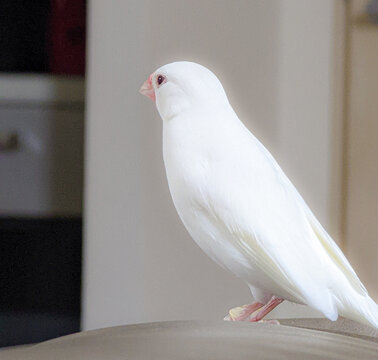白文鳥