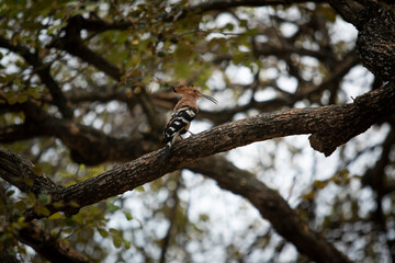 eurasain hoopoe bird perching on dry tree branch