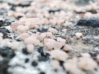 a button mushroom that grows on a rock