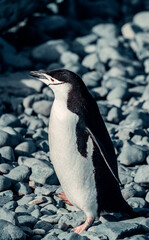 Chinstrap Penguin in Antarctica on Rocky Coast