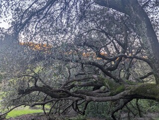 coastal live oak tree in the Las Trampas Regional Wilderness Park