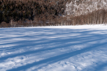 樹林のシルエット