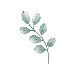 Fototapeta na wymiar Watercolor Green Leaf branches, Eucalyptus, olive, green leaves