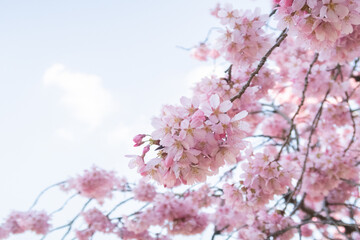 ピンク桜を咲く