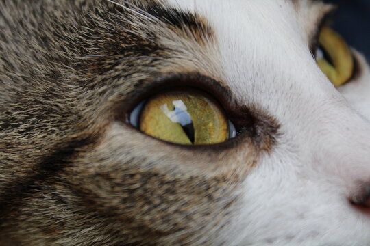 Detail of common tabby cat - macro photography