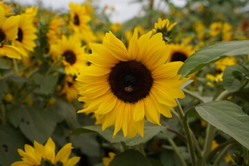 Fototapeta premium sunflower in the garden