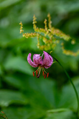Lilium martagon flower growing in forest, close up	