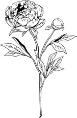 Single peony sketch style doodle black lineart on white background with bud and leaves