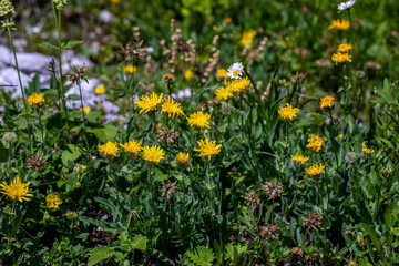 Hieracium villosum flower growing in mountains	