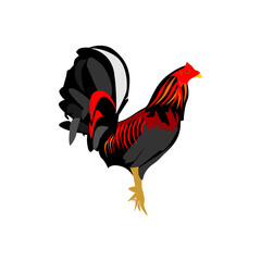 Colorful rooster, poultry farming vector Illustration on a white background