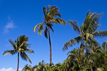 Obraz premium Palm trees blow in the Hawaiian breeze at Ka'anapali Beach, located on the western side of the island of Maui. This area has a beautiful beach and is lined by many resorts