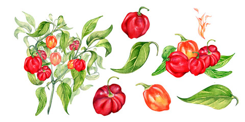 Set of habanero hot pepper bush watercolor illustration isolated on white background.