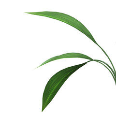 Naklejka premium Green leaves frame on transparent background, 3d render illustration.