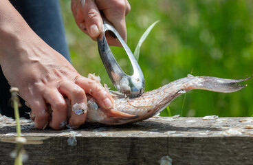 Cleaning fish with hands in nature.