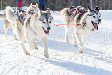 Sled dogs Siberian Huskies run on a snowy winter crust in a flattering area.