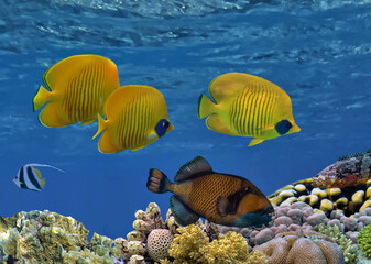 Underwater coral reef landscape