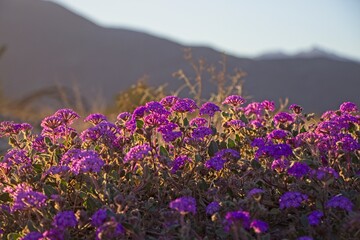 Although it may seem counterintuitive to head to the desert to look for flowers, parts of Anza Borrego Desert State Park had beautiful patches of wildflowers amid the harsh Colorado Desert landscape