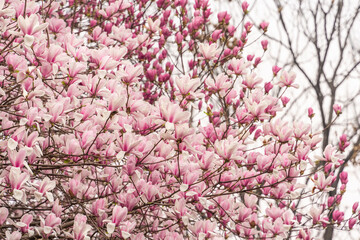 pink magnolia flower in garden