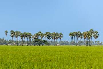 Coconut trees in a row in rice fields of Andhra Pradesh state, India.