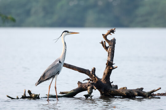 Great Blue Heron bird in the Kolleru Lake, Andhra Pradesh, India.