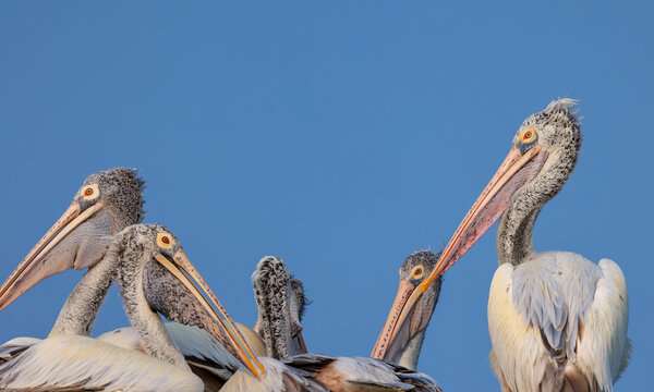 Spot billed Pelican birds, Mascot of Lake Kolleru in Andhra Pradesh, India.