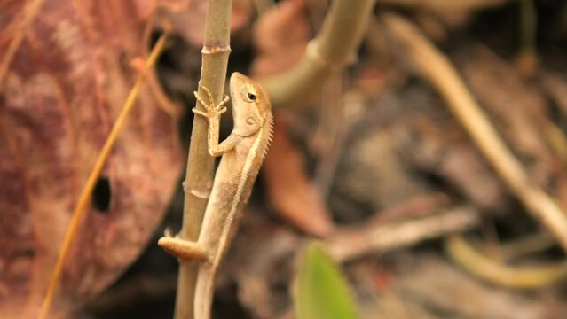 Tropical Oriental Garden Lizard aslo known as Calotes Versicolor 4K Slow Motion Asian Wild Life Concept Footage, Thailand.