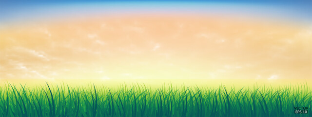 Fresh spring green grass under beautiful yellow to blue sky. Nature background with green grass and colorful sky. Vector illustration.