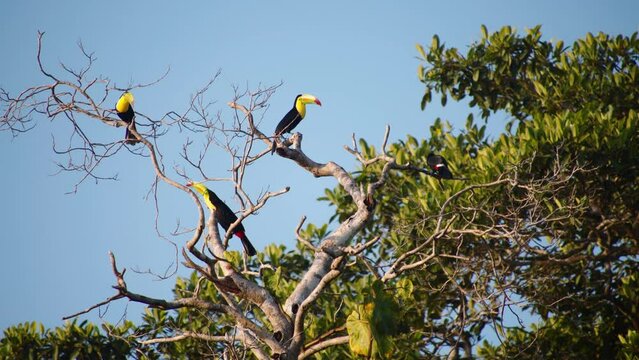 Flock of Keel billed toucans sitting of leafless tree branch. View against blue sky. Watching animals in wildlife, Costa Rica