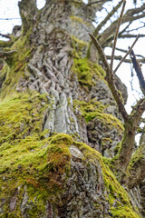 Laueiche in einem Wald, Baumstamm, Baumrinde