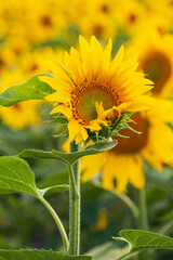 sunflower flowers on the field as background