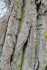 Gutter or trunk of Laueiche in a forest, tree trunk, tree bark in the Gramschatzer Forest, Franconia, Bavaria, Germany