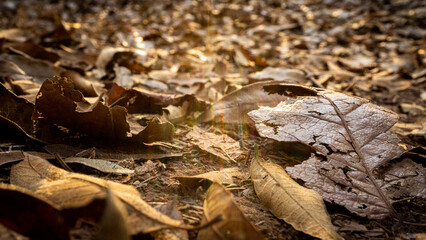 autumn leaves on the ground