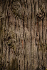 bark of a tree calocedrus