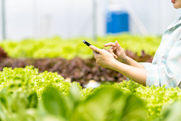 Friendly asian female farmer vegetable garden owner smiling and holding smartphone taking order name of organic vegetables hydroponics produce farm nursery garden greenhouse agribusiness concept