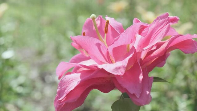 Close-up, pink lily flower in morning sun light on natural green background. Gentle peon bud wind swaying in sunny spring garden. 4k footage static, blooming flowers in outdoors. Magenta fresh petals