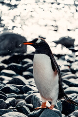 Portrait of Gentoo Penguin In Antarctica On Rocky Coast