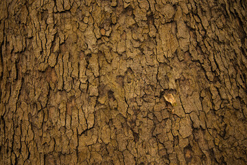 tree bark close-up, platanus acerifolia