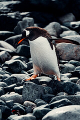 Fototapeta premium Gentoo Penguin In Antarctica Walking Along Rocky Beach