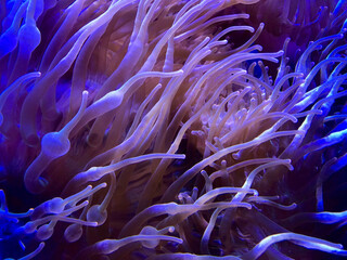 Closeup image of colony of bubble tip anemones with natural light. End of tentacles look like...