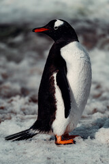 Fototapeta premium Gentoo Penguin In Antarctica Looking Backwards
