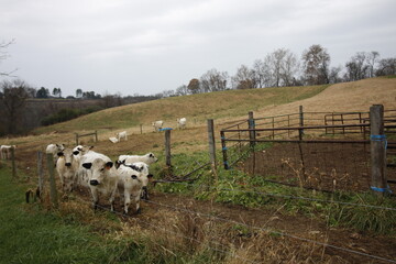 Obraz premium cows in the field