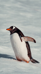 Gentoo Penguin Walking In Snow In Antarctica