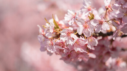 【春】満開の桜の花　河津桜
