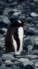Chubby Gentoo Penguin In Antarctica