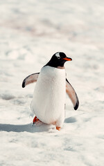 Cute Frontal of Gentoo Penguin Waddling In Snow In Antarctica