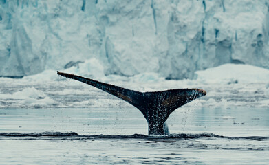 Tail of Humpback Whale Surfaces, As It Dives Down For Food In Antarctica, Closeup Dripping Water