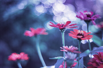 Obraz na płótnie Canvas Ogrodowe kompozycje z kwiatami cynii. Kwiaty. Różowe kwiaty. Letnie kwiaty. Kolorowe kwiaty. 
