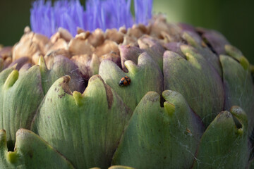 Fototapeta premium Close up of ladybird on globe artichoke flower, Cynara cardunculus var. scolymus. Also known as 'French artichoke' and 'green artichoke'.