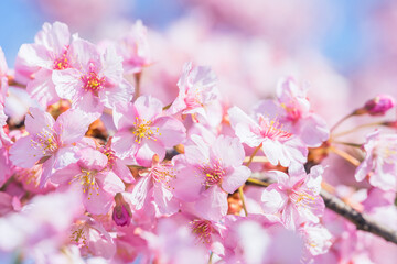 Obraz premium Cherry blossoms in full bloom blowing in wind under the blue sky in spring, Nature or outdoor background, High resolution 